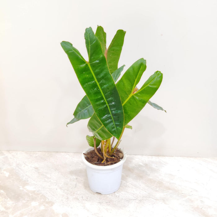 Philodendron Billietiae 12 cm pot