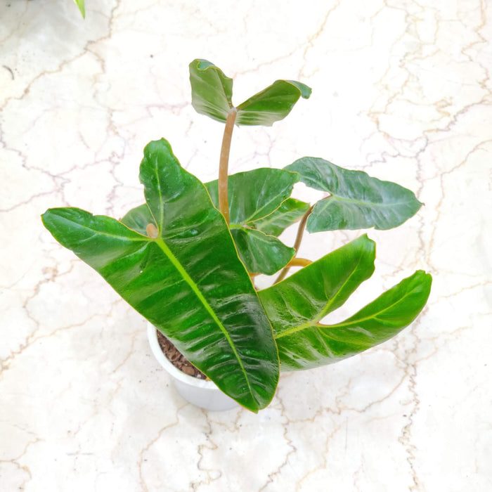 Philodendron Billietiae 12 cm pot