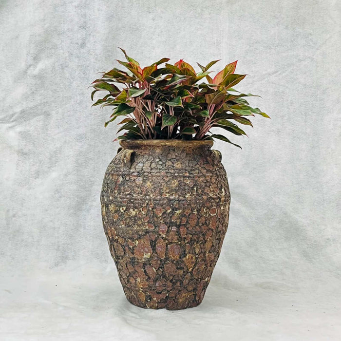 Ceramic Pot CAPPL-12210 (Small) Angkor Brown
