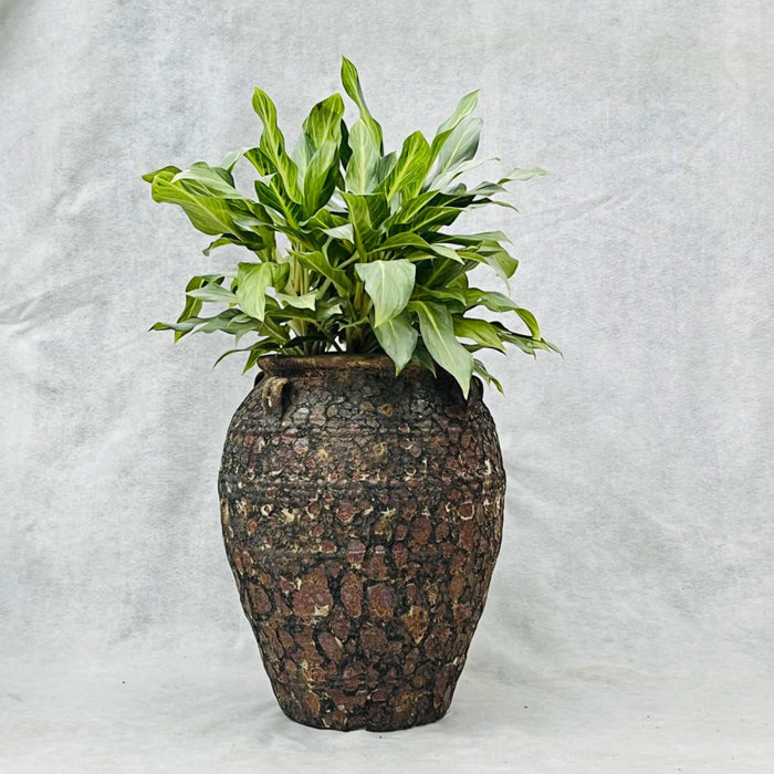 Ceramic Pot CAPPL-12210 (Small) Angkor Brown