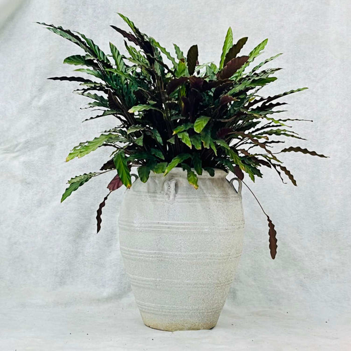 Ceramic Pot CAPPL-12210 (Medium) Angkor Sanding white