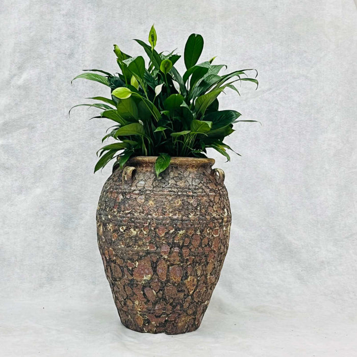 Ceramic Pot CAPPL-12210 (Medium) Angkor Brown