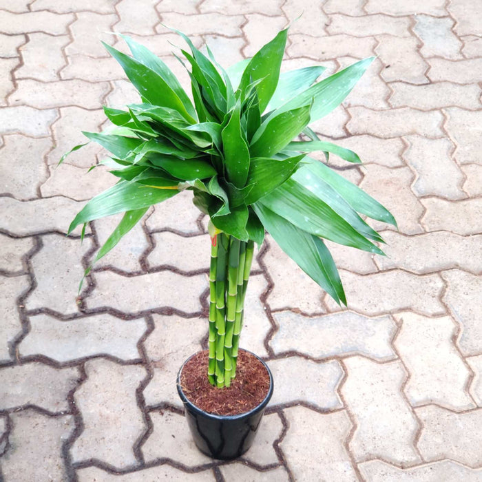 Dracaena Bundle Green 60 Cm Stick  15 cm pot
