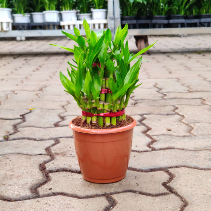 Lucky  Bamboo 3 Layer small in 12 cm pot