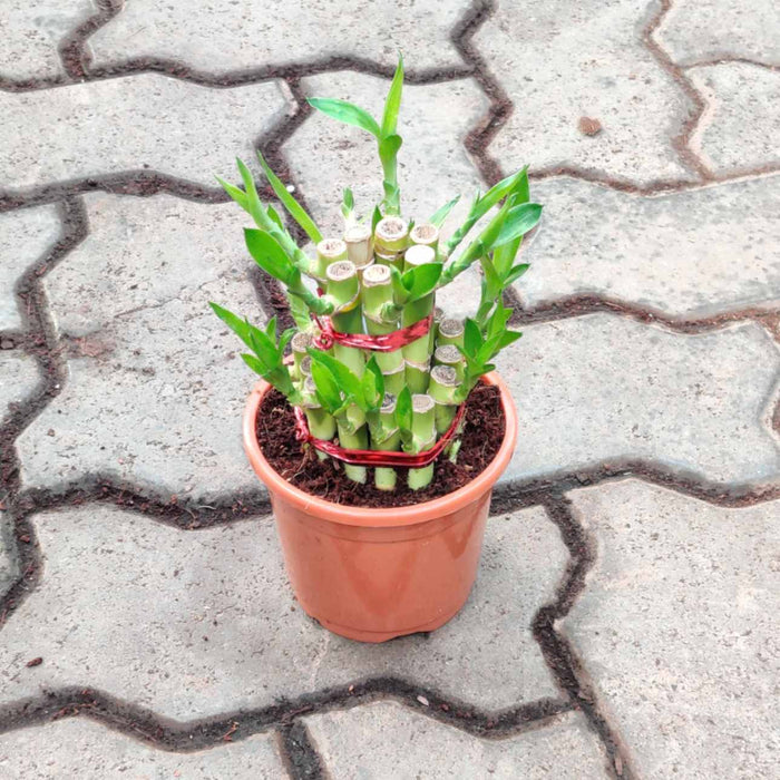Lucky Bamboo 2 Layer in 10 cm pot