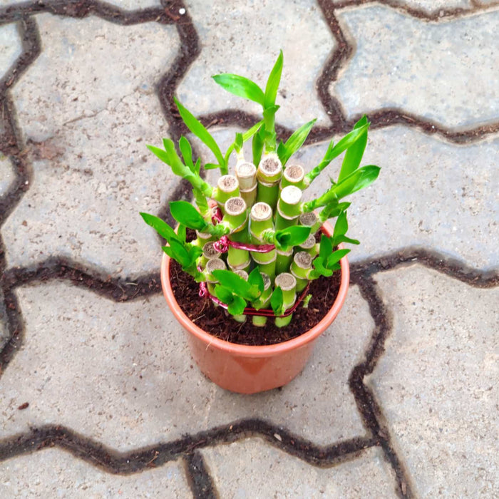 Lucky Bamboo 2 Layer in 10 cm pot