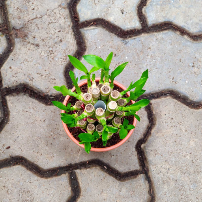 Lucky Bamboo 2 Layer in 10 cm pot