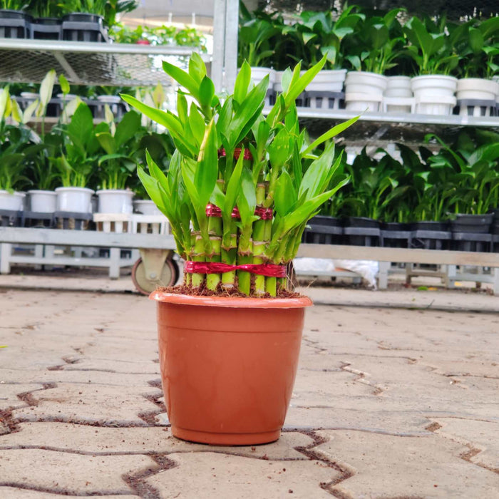 Lucky  Bamboo 3 Layer small in 12 cm pot
