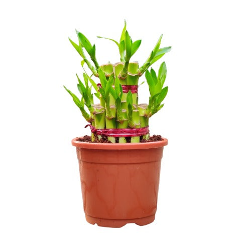 Lucky Bamboo 2 Layer in 10 cm pot