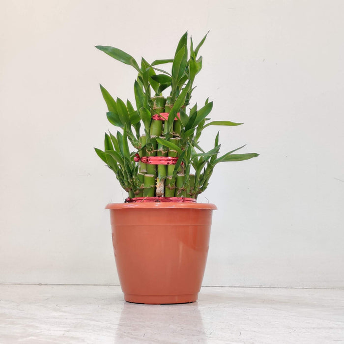 Lucky  Bamboo 3 Layer small in 12 cm pot