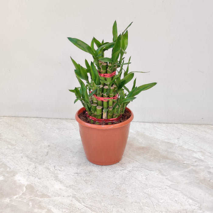 Lucky  Bamboo 3 Layer small in 12 cm pot