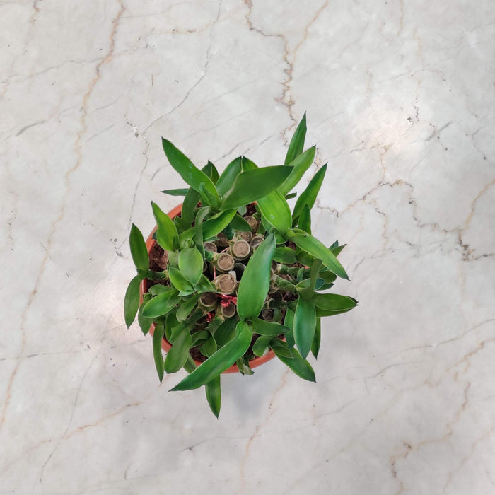 Lucky  Bamboo 3 Layer small in 12 cm pot