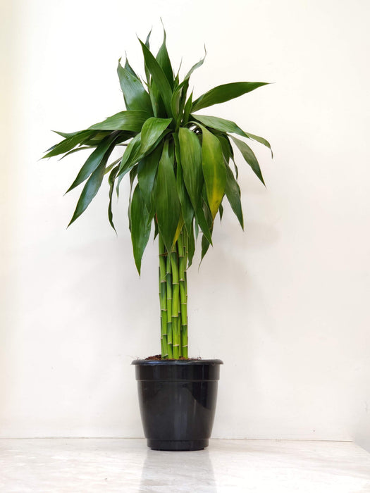 Dracaena Bundle Green 60 Cm Stick  15 cm pot