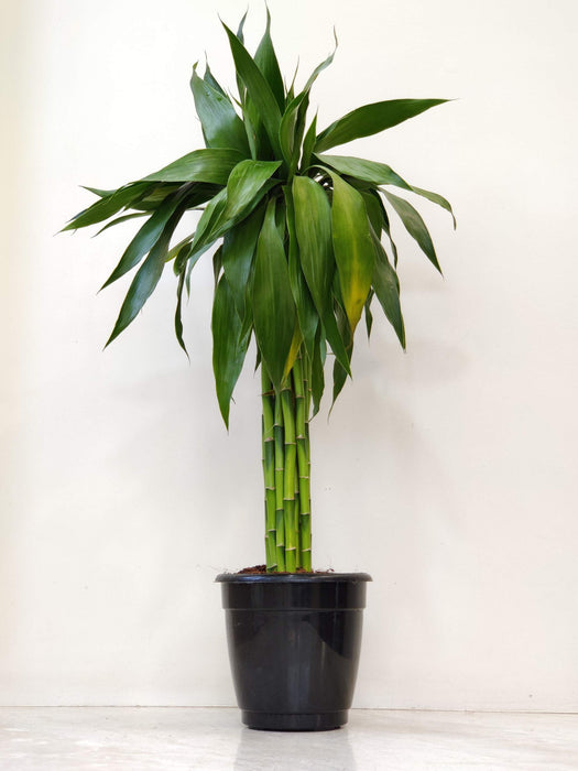 Dracaena Bundle Green 60 Cm Stick  15 cm pot