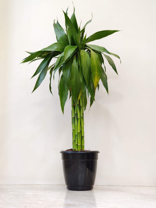 Dracaena Bundle Green 60 Cm Stick  15 cm pot