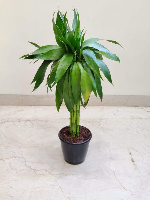 Dracaena Bundle Green 60 Cm Stick  15 cm pot