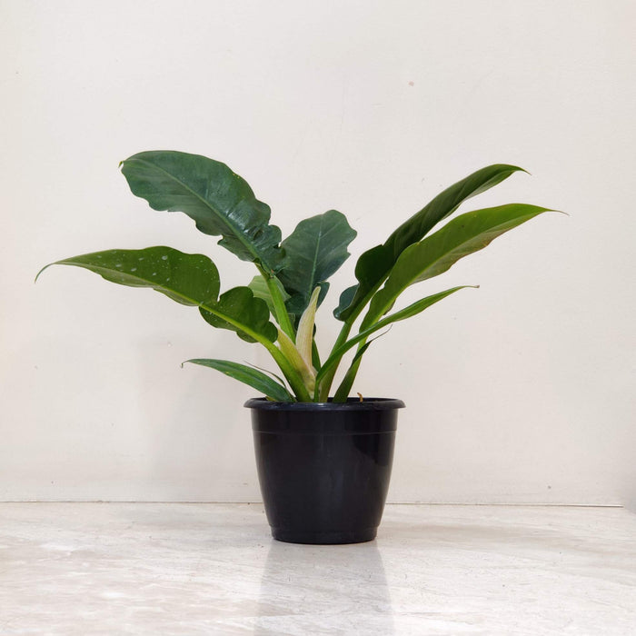 Philodendron Narrow Green 12 cm pot