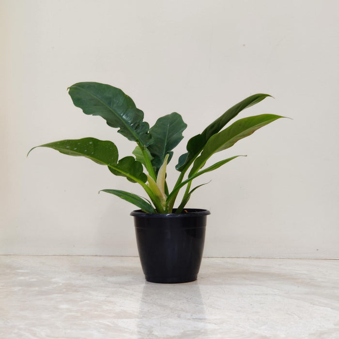 Philodendron Narrow Green 12 cm pot