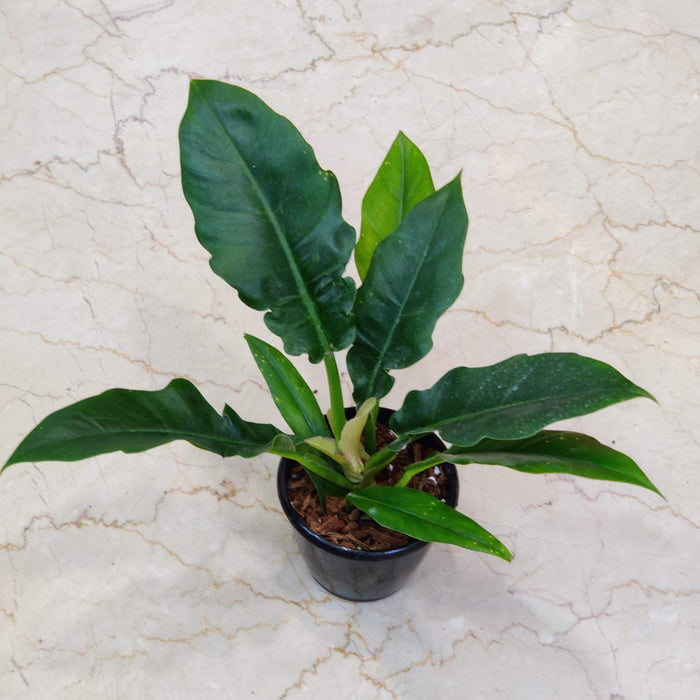 Philodendron Narrow Green 12 cm pot