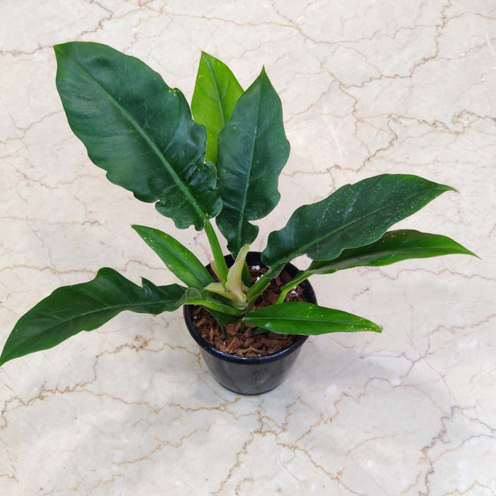 Philodendron Narrow Green 12 cm pot