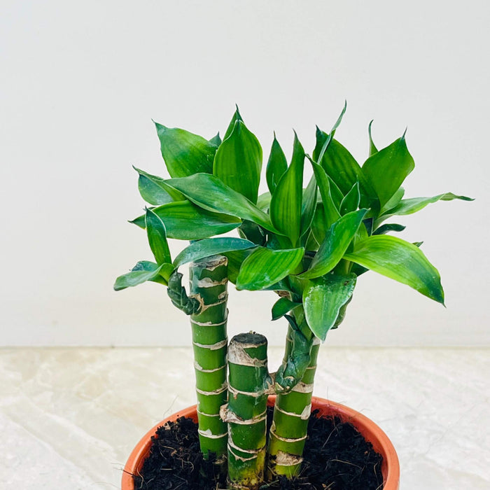 Lotus  Bamboo 3 stem (thin) in 10 cm pot