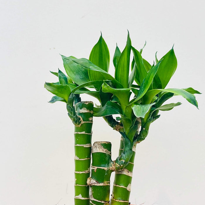Lotus  Bamboo 3 stem (thin) in 10 cm pot