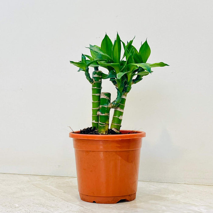 Lotus  Bamboo 3 stem (thin) in 10 cm pot