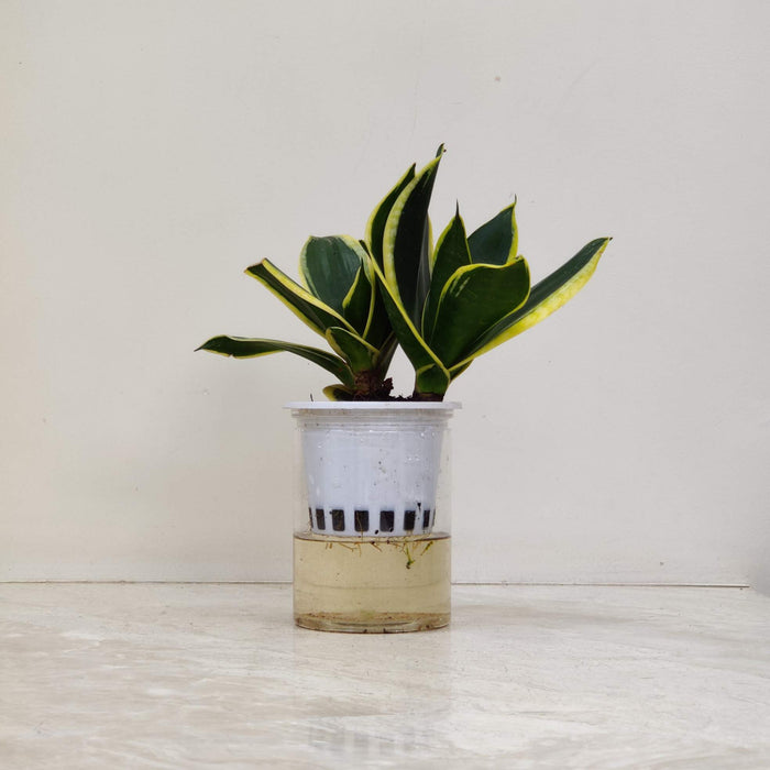 Sansevieria Green Water Watering Plant 12 cm pot