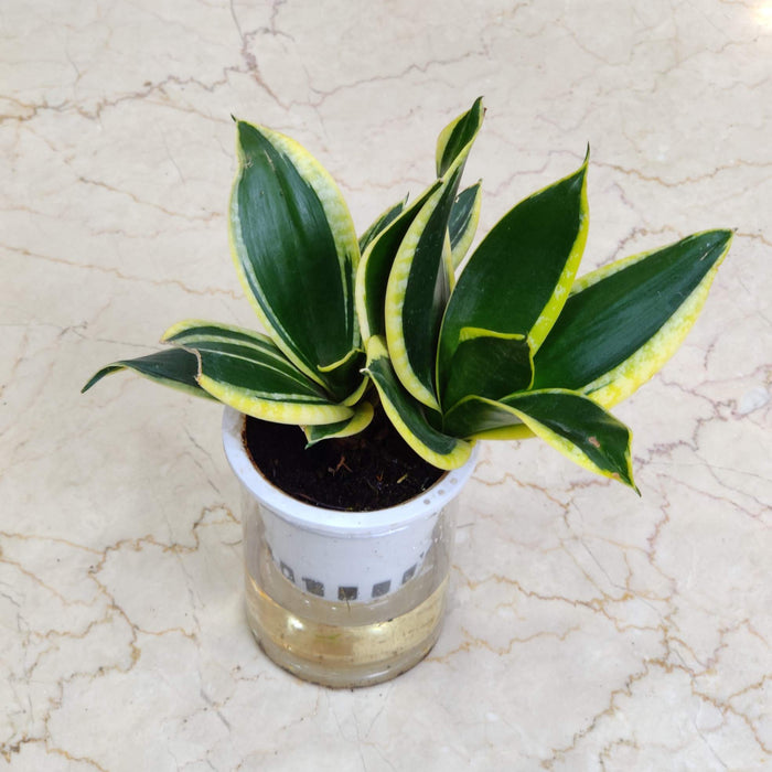 Sansevieria Green Water Watering Plant 12 cm pot