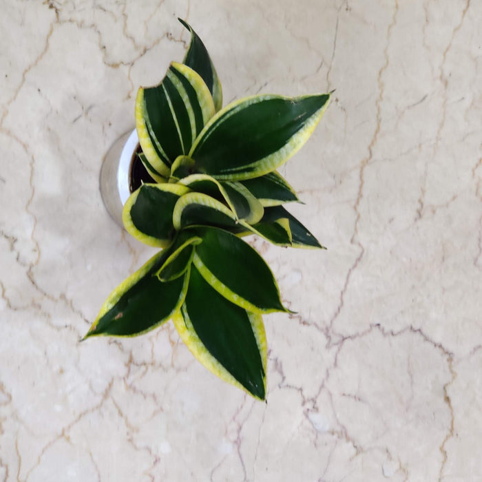 Sansevieria Green Water Watering Plant 12 cm pot