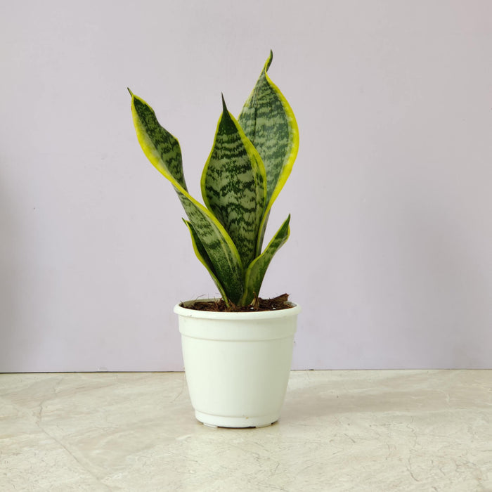 Buy Air Purifying Plants Combo – Indoor Air Cleaning Plants Set | Peace Lily, Bamboo Palm, Aglaonema, Snake Plant & Spider Plant