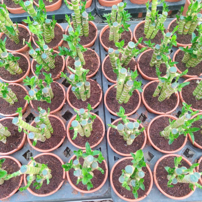 Lucky  Bamboo 3 Layer small in 12 cm pot