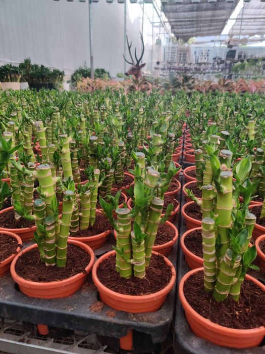 Lucky  Bamboo 3 Layer small in 12 cm pot