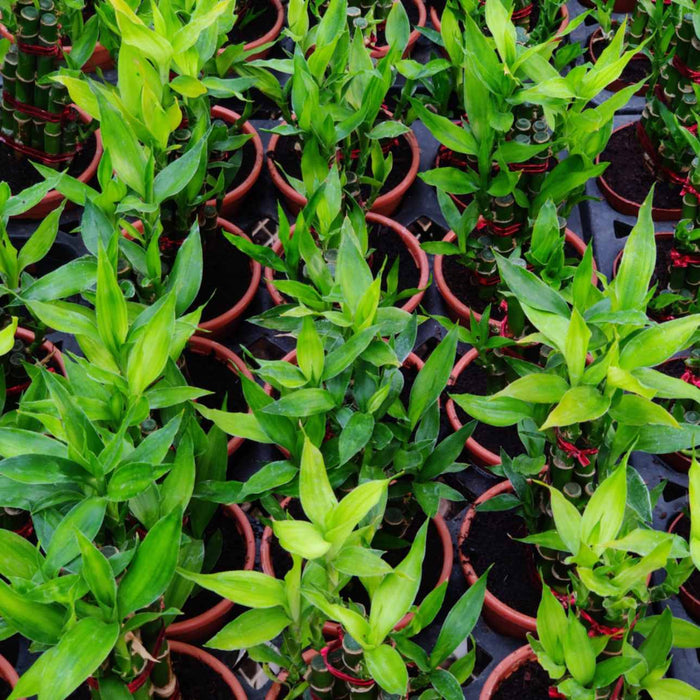 Lucky Bamboo 2 Layer in 10 cm pot