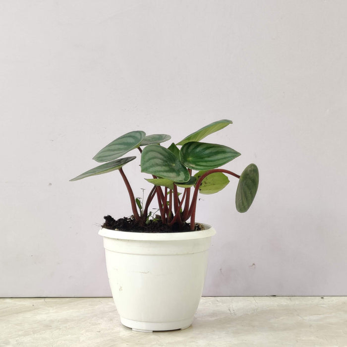 Peperomia Watermelon Plant 8.5 cm pot