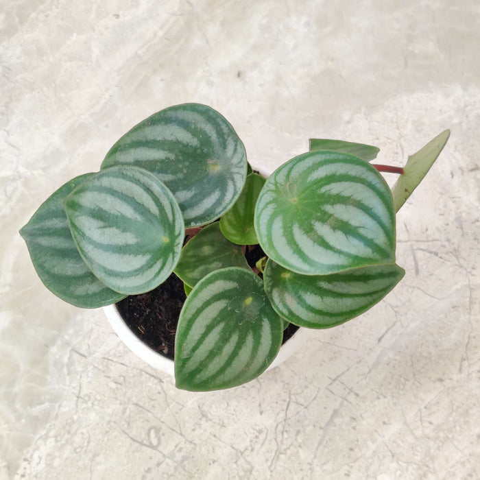 Peperomia Watermelon Plant 8.5 cm pot