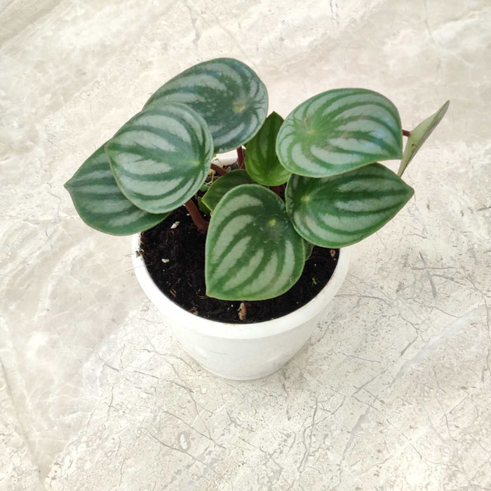 Peperomia Watermelon Plant 8.5 cm pot
