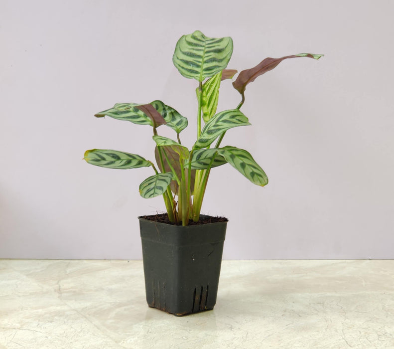 Calathea Burle Marxii 7 cm pot