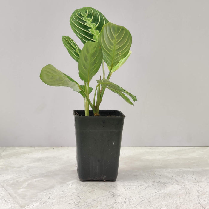 Calathea Lemon Lime 7 cm pot