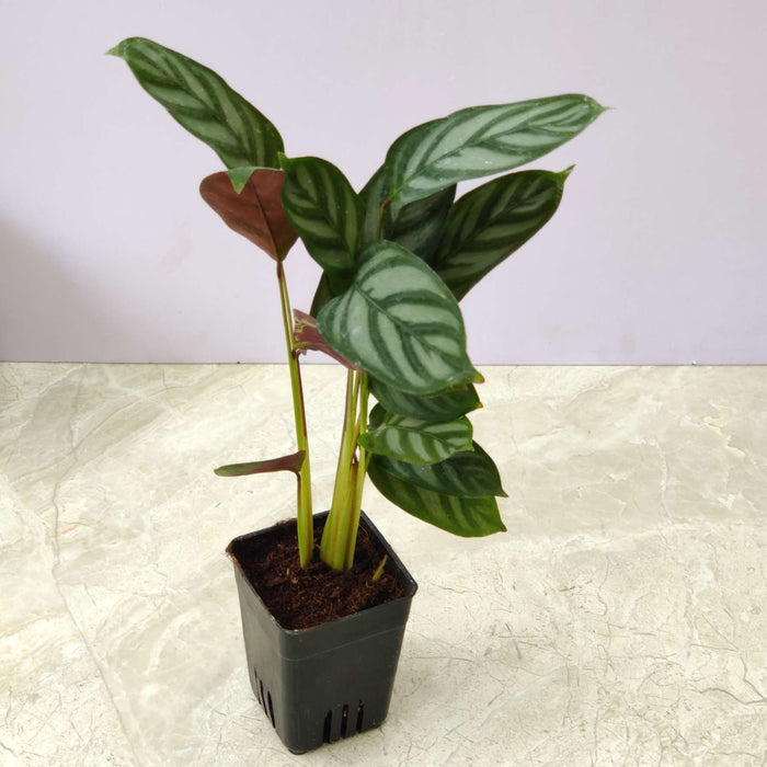 Calathea Compact Star 7 cm pot