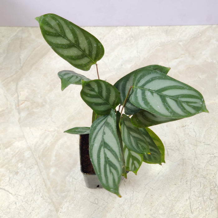 Calathea Compact Star 7 cm pot