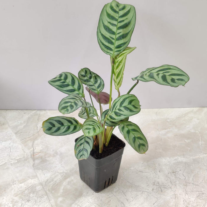 Calathea Burle Marxii 7 cm pot