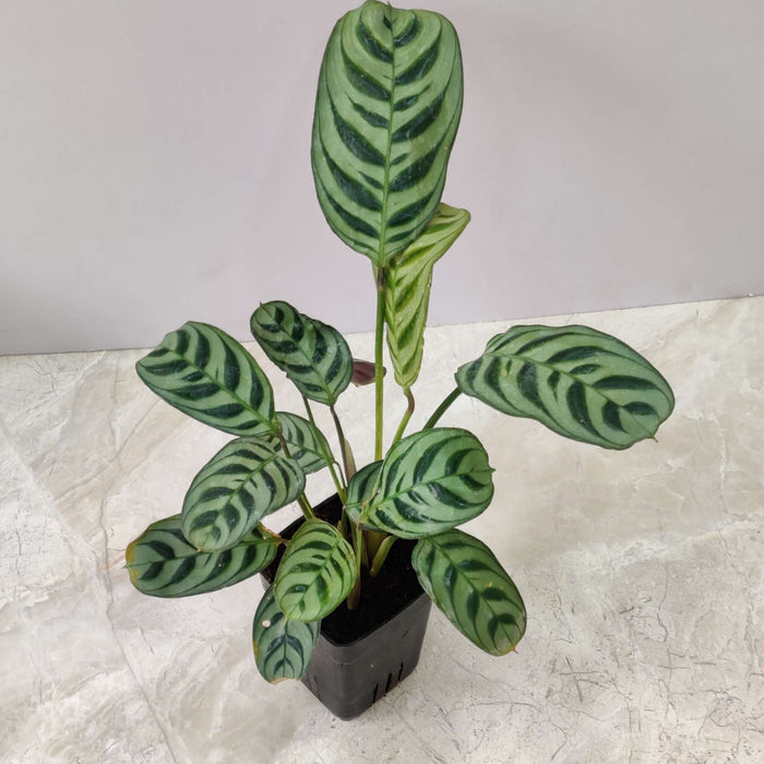 Calathea Burle Marxii 7 cm pot