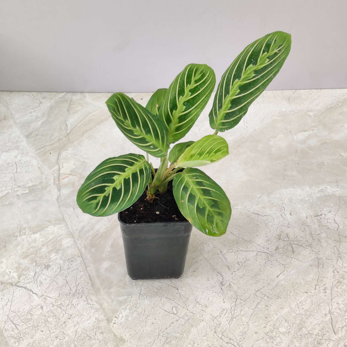 Calathea Lemon Lime 7 cm pot