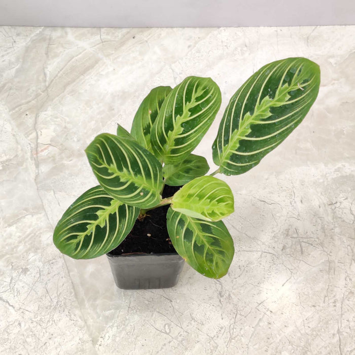 Calathea Lemon Lime 7 cm pot