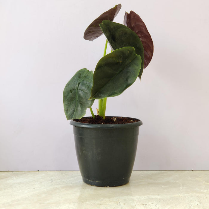 Alocasia Azlanii 12 cm pot