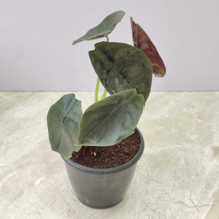 Alocasia Azlanii 12 cm pot