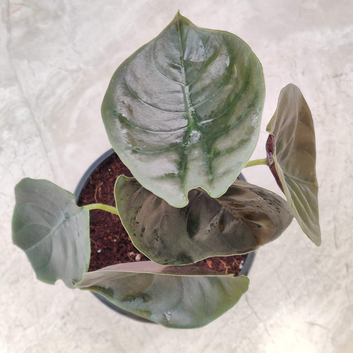 Alocasia Azlanii 12 cm pot