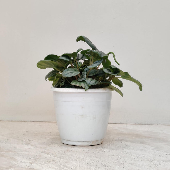 Peperomia Caperata Moonlight 12 cm pot