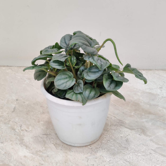 Peperomia Caperata Moonlight 12 cm pot